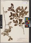 Foto von Salix aurita L. x Salix cinerea L.